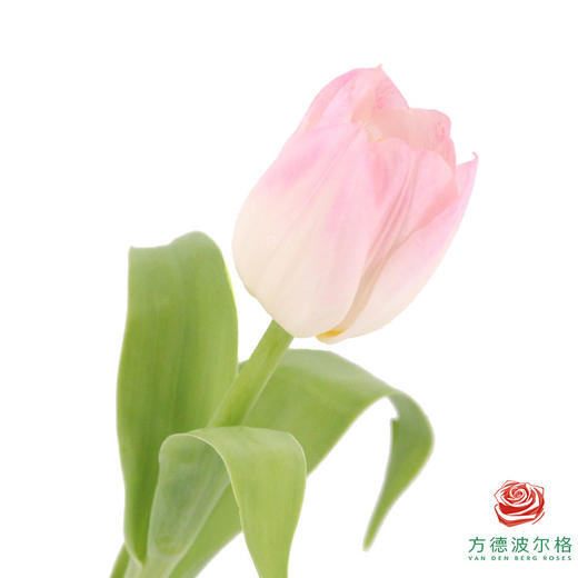 【进口郁金香】 王朝粉（粉色单瓣）10枝/扎（长度：35cm） 商品图1