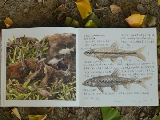 博物自然观察笔记 商品图5