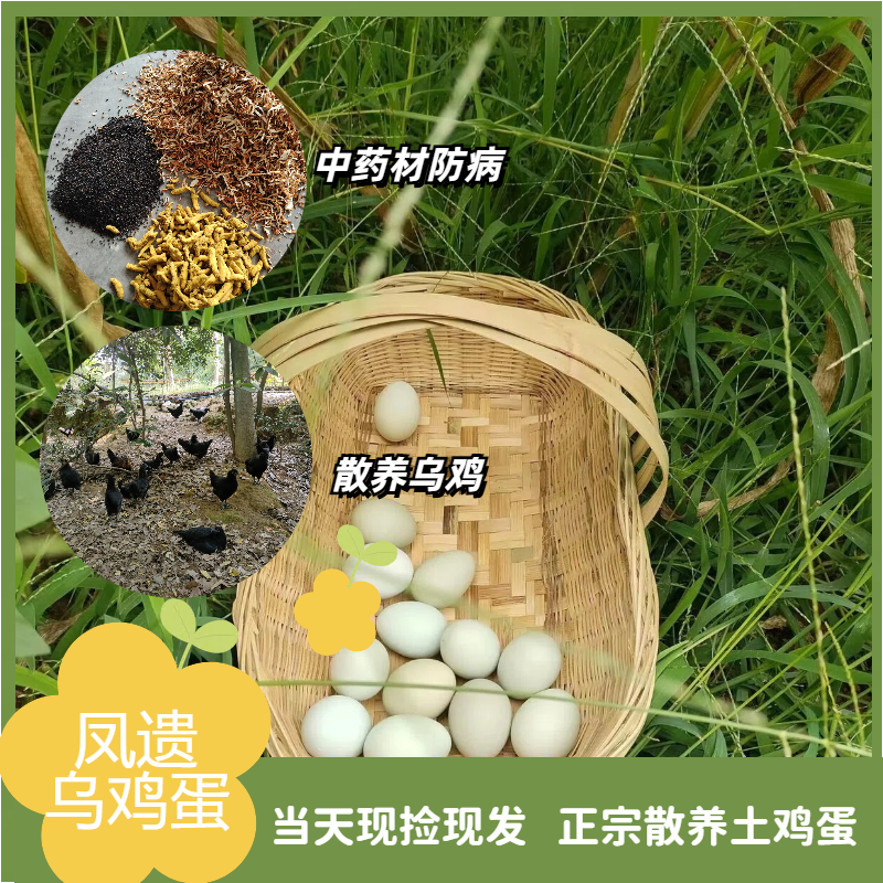 凤遗乌鸡蛋30-40枚/箱   新鲜鸡蛋当日现发   丰富蛋白质  味道鲜美  无添加无抗生素