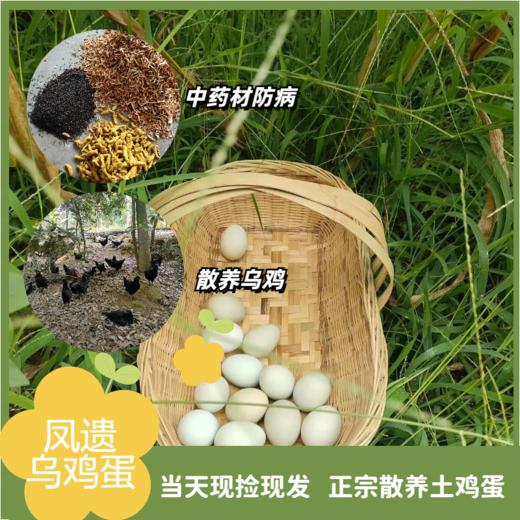 凤遗乌鸡蛋30-40枚/箱   新鲜鸡蛋当日现发   丰富蛋白质  味道鲜美  无添加无抗生素 商品图0