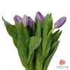 【进口郁金香】 浅紫（浅紫色单瓣）10枝/扎（长度：35cm） 商品缩略图2