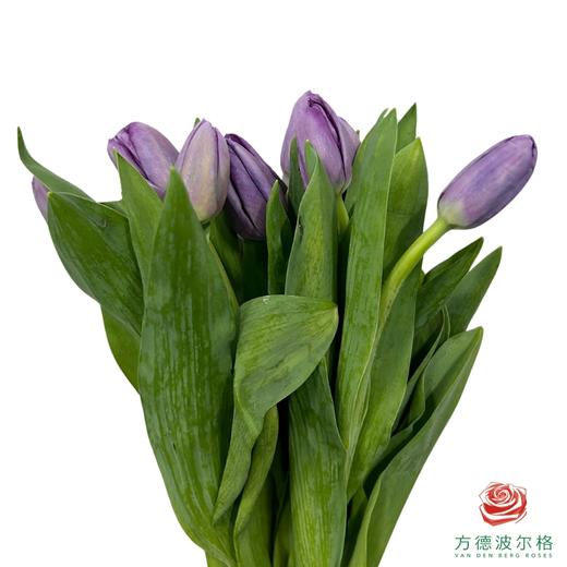 【进口郁金香】 浅紫（浅紫色单瓣）10枝/扎（长度：35cm） 商品图2