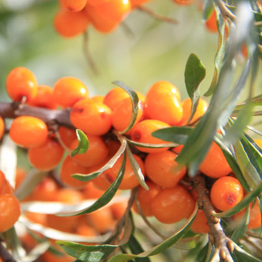 沙棘原浆，6盒装（60小袋），纯鲜果冷榨，配料只有沙棘果，富含多种营养成分与活性物质，鲜果酸味鲜爽、口感细腻柔滑、自然浓稠，果香浓郁，还可搭配蜂蜜、牛奶、麦片粥等食用M 商品图2