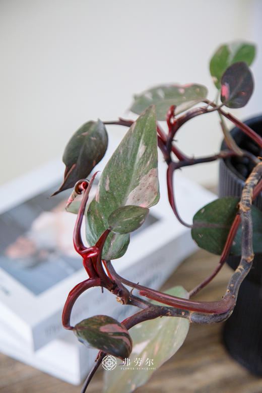 粉红女郎 商品图2