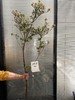 稀有小众花材杜鹃花鲜切枝条1支 商品缩略图6