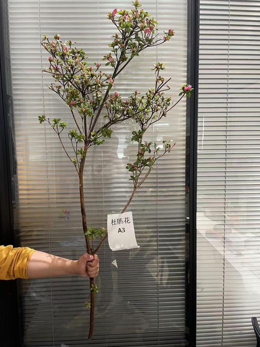 稀有小众花材杜鹃花鲜切枝条1支 商品图6