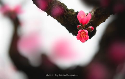 免费公益课程！4.22【花影拾光】拍花技巧揭秘，仅限30位 商品图2