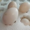 【顺丰空运】新疆喀什鸽子蛋 杂粮喂养 农家特产 白鸽蛋信鸽蛋 孕妇宝宝礼盒装AWJM 商品缩略图0