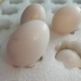 【顺丰空运】新疆喀什鸽子蛋 杂粮喂养 农家特产 白鸽蛋信鸽蛋 孕妇宝宝礼盒装AWJM