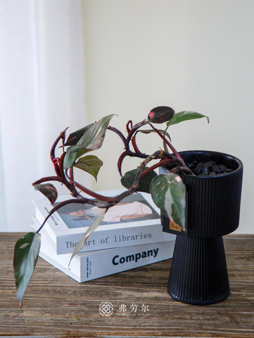 粉红女郎 商品图0