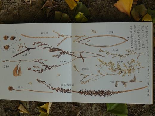 博物自然观察笔记 商品图3