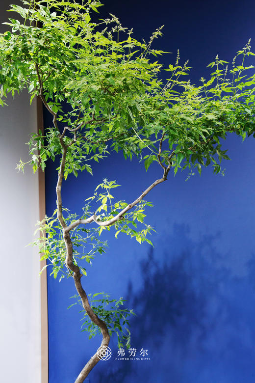 造型海岛黄荆 商品图1