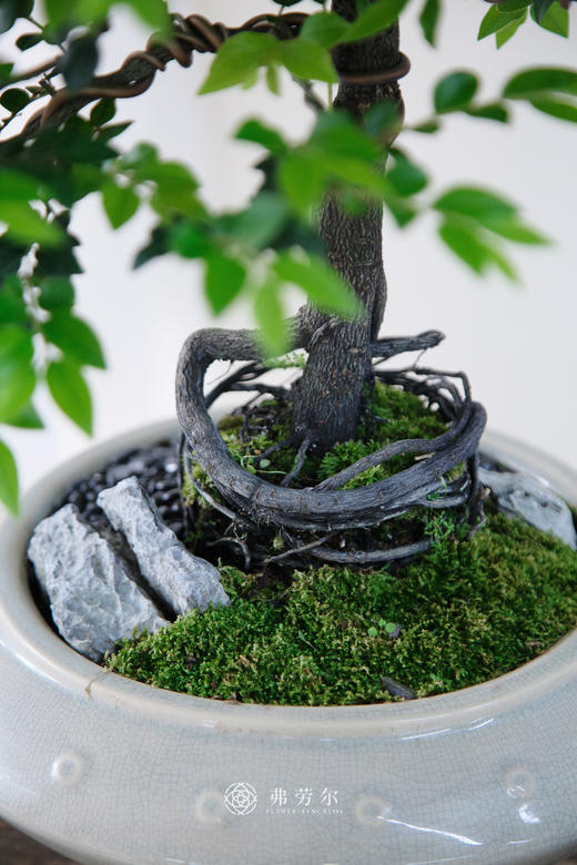 小叶紫檀 商品图1