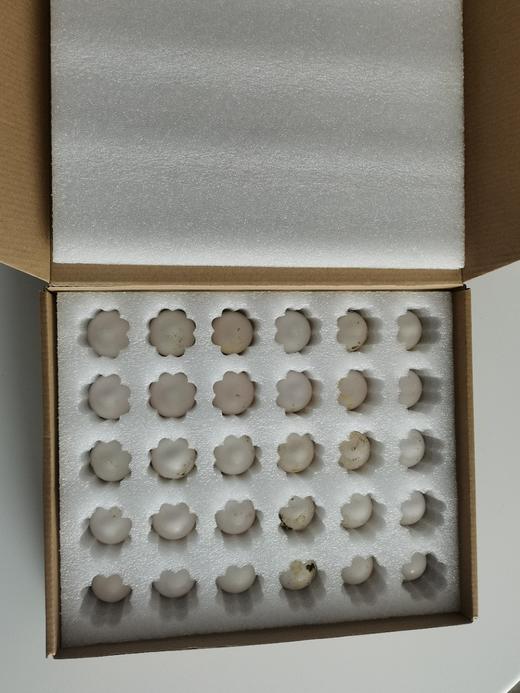 【顺丰空运】新疆喀什鸽子蛋 杂粮喂养 农家特产 白鸽蛋信鸽蛋 孕妇宝宝礼盒装AWJM 商品图5