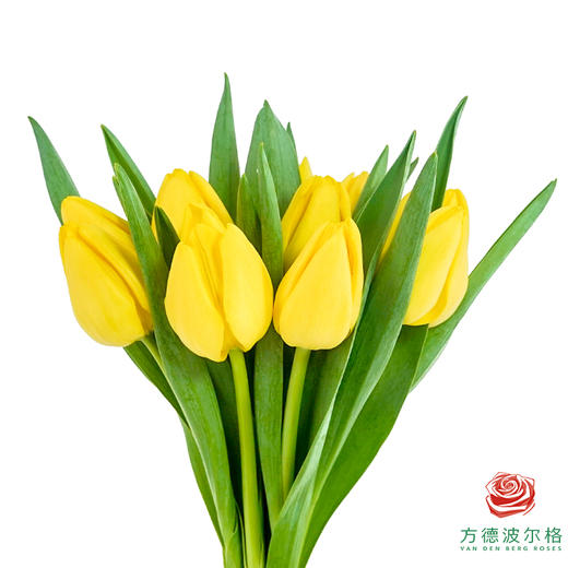 【进口郁金香】 黄色系（黄色单瓣）10枝/扎（长度：35cm） 商品图2