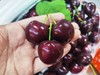 【上新活动】俄8品种 大连美早樱桃🍒上市啦！一年一季的美味，颗颗饱满，脆甜多汁 商品缩略图1