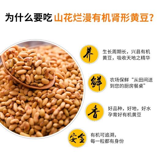 兴县有机肾型黄豆/黑豆 做豆浆生豆芽非转基因老品种400g/盒 商品图3