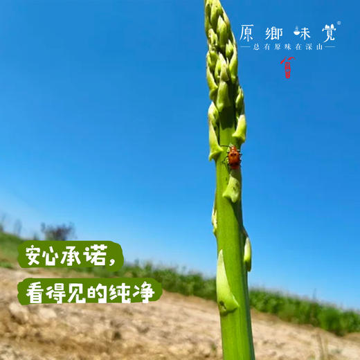 【预售，预计4.6日开始发货】露天生态芦笋（基地直发-顺丰包邮）|1kg/件，来自山东菏泽，生产者：孙喜梅【合作生产，公平贸易】 商品图1