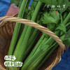 生态露天西芹【农场直发-顺丰包邮】| 3斤，5斤/箱，成都郫都区基地，【原乡农场，自产自销】 商品缩略图1