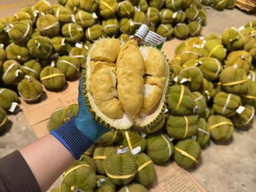 泰国进口甲仑榴莲  A级果 香甜软糯 榴莲味浓郁 口感超赞 比金枕还臭 周期短 错过等一年（下单先在详情页查看购买须知） 商品图3