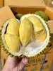泰国进口甲仑榴莲  A级果 香甜软糯 榴莲味浓郁 口感超赞 比金枕还臭 周期短 错过等一年（下单先在详情页查看购买须知） 商品缩略图0