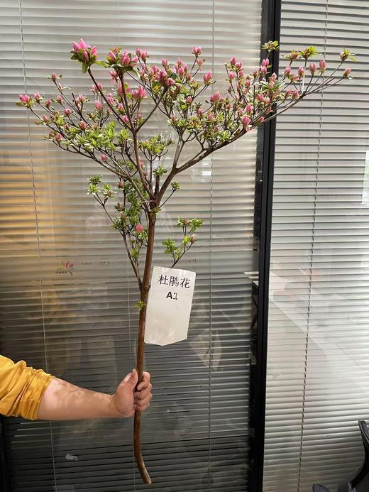 稀有小众花材杜鹃花鲜切枝条1支 商品图5