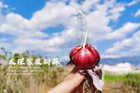 新鲜现挖！大理【紫皮分瓣蒜】 高山种植 味浓辛辣 蒜汁充沛 当季鲜采 增味提鲜 比普通白蒜更香！花青素满满！