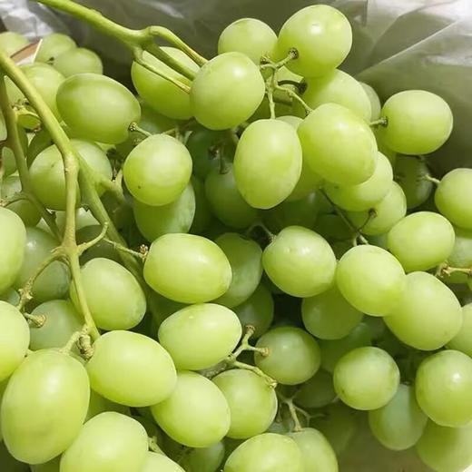 进口青提 约500g /份 商品图1