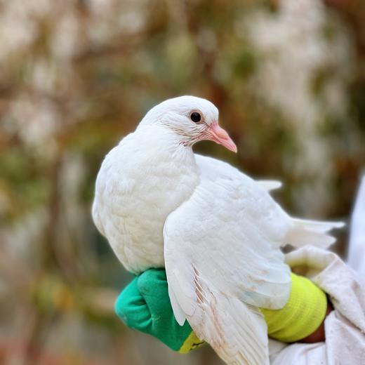 【顺丰空运】 新疆喀什冰鲜鸽 独立装 冷冻烤乳鸽 煲汤食 烧烤 食材生鲜鸽子肉AWJM 商品图1
