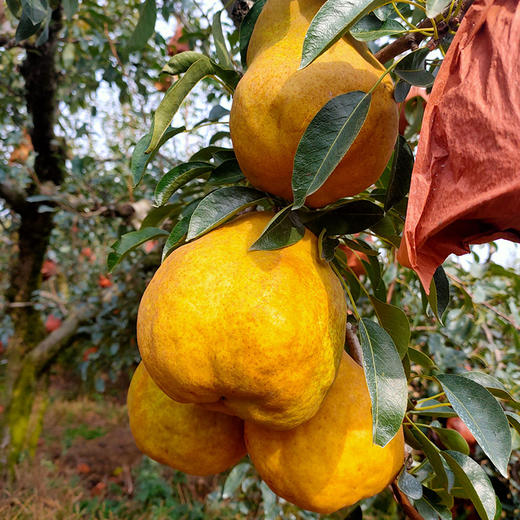 不能硬来的中华丑梨 软了用勺挖着吃   外表丑丑  口感绵密多汁 越软越甜 甘甜可口 沁人心脾 商品图1