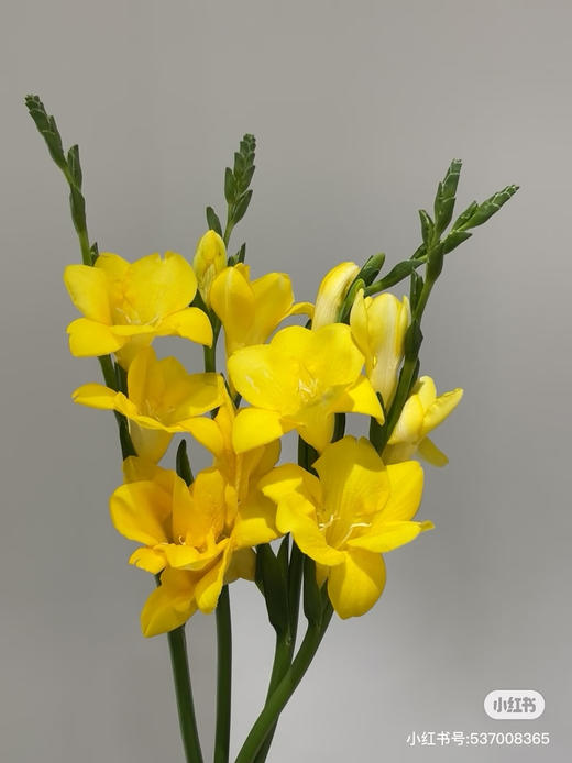 香雪兰黄色 商品图0