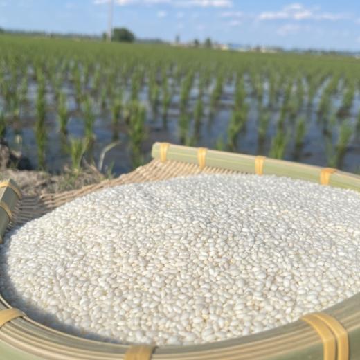 五常圆粳糯米 商品图3