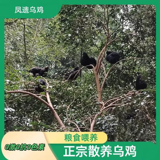 凤遗乌鸡4斤左右/只   土生散养乌鸡  肉质紧实  药食同源中药材辅助粮食喂养 商品图1