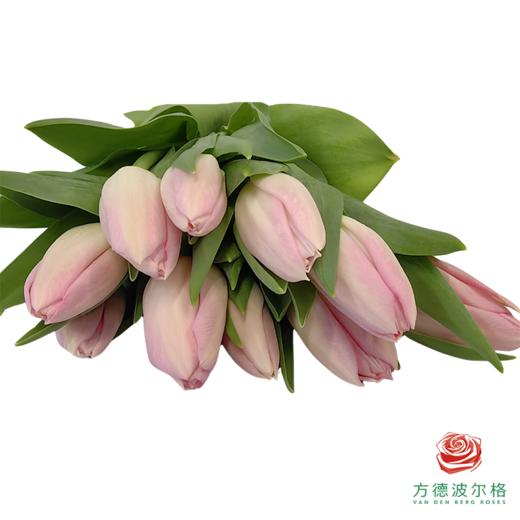 【进口郁金香】 王朝粉（粉色单瓣）10枝/扎（长度：35cm） 商品图3