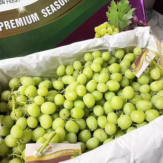 进口青提 约500g /份 商品图0