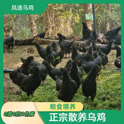 凤遗乌鸡4斤左右/只   土生散养乌鸡  肉质紧实  药食同源中药材辅助粮食喂养 商品图2