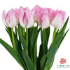 【进口郁金香】 头等舱（粉色单瓣）10枝/扎（长度：35cm） 商品缩略图1