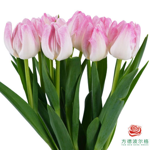 【进口郁金香】 头等舱（粉色单瓣）10枝/扎（长度：35cm） 商品图1