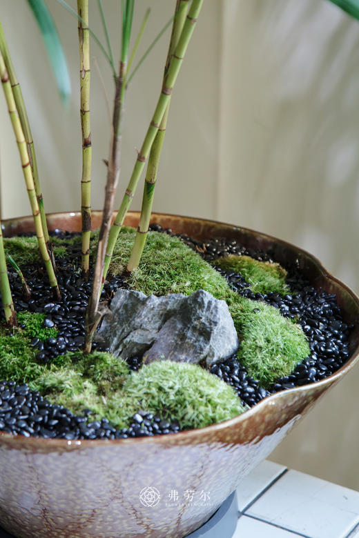 金山棕竹（大） 商品图2