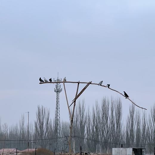 【顺丰空运】 新疆喀什冰鲜鸽 独立装 冷冻烤乳鸽 煲汤食 烧烤 食材生鲜鸽子肉AWJM 商品图2