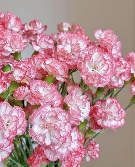 新鲜鲜花 多头康乃馨·风铃 鲜切花 10支（可备注送货时间） 商品图3