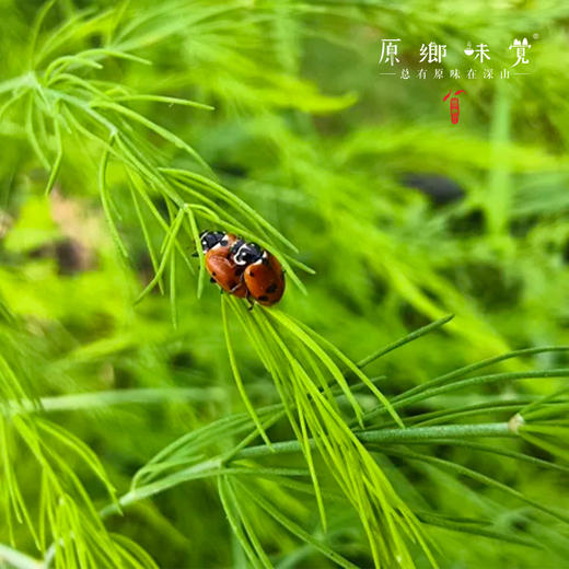 【预售，预计4.6日开始发货】露天生态芦笋（基地直发-顺丰包邮）|1kg/件，来自山东菏泽，生产者：孙喜梅【合作生产，公平贸易】 商品图5