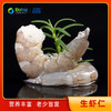 【有机盐田生虾仁/熟虾仁组合】Q弹鲜甜不缩水 | 生态盐田虾 国内唯yi一家盐田有机虾 低脂肪高蛋白食材 多规格 商品缩略图8