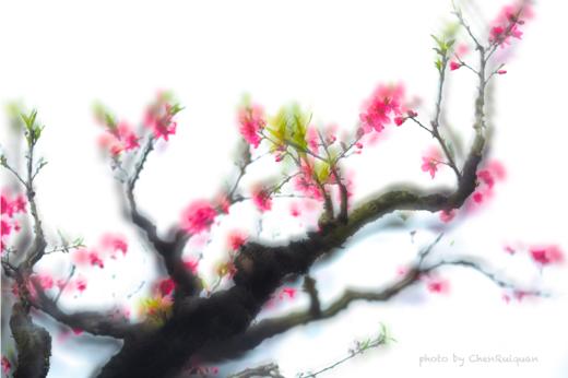 免费公益课程！4.22【花影拾光】拍花技巧揭秘，仅限30位 商品图3