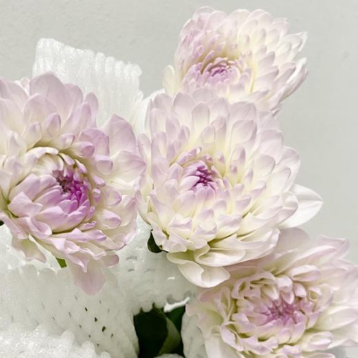 配花 | 大丽花伊芙琳（轻微折痕不售后） 商品图0