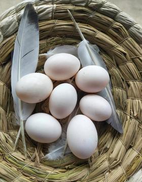 散养鸽子蛋35元1盒10枚，次日到