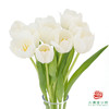 【进口郁金香】 银元（白色单瓣）10枝/扎（长度：35cm） 商品缩略图0