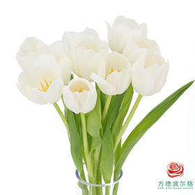 【进口郁金香】 银元（白色单瓣）10枝/扎（长度：35cm）