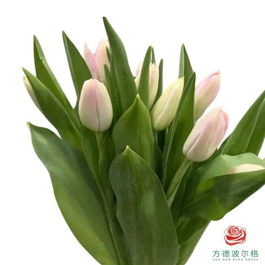 【进口郁金香】 王朝粉（粉色单瓣）10枝/扎（长度：35cm） 商品图2