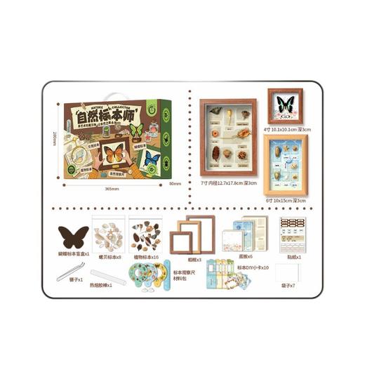 【儿童自然博物馆】小小标本师自然博物馆蝴蝶贝壳植物DIY标本制作 商品图4